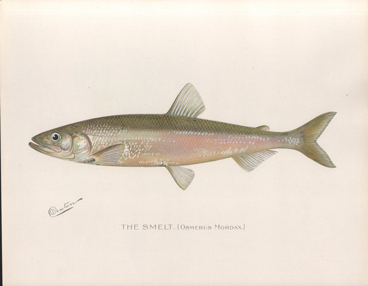 The Smelt - Print - Stomping Grounds