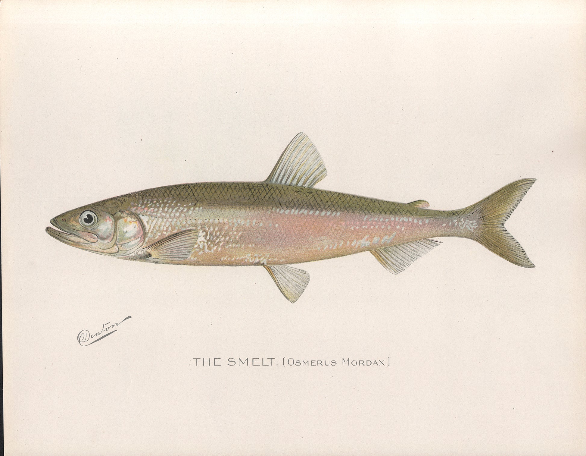The Smelt - Print - Stomping Grounds