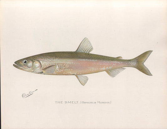 The Smelt - Print - Stomping Grounds