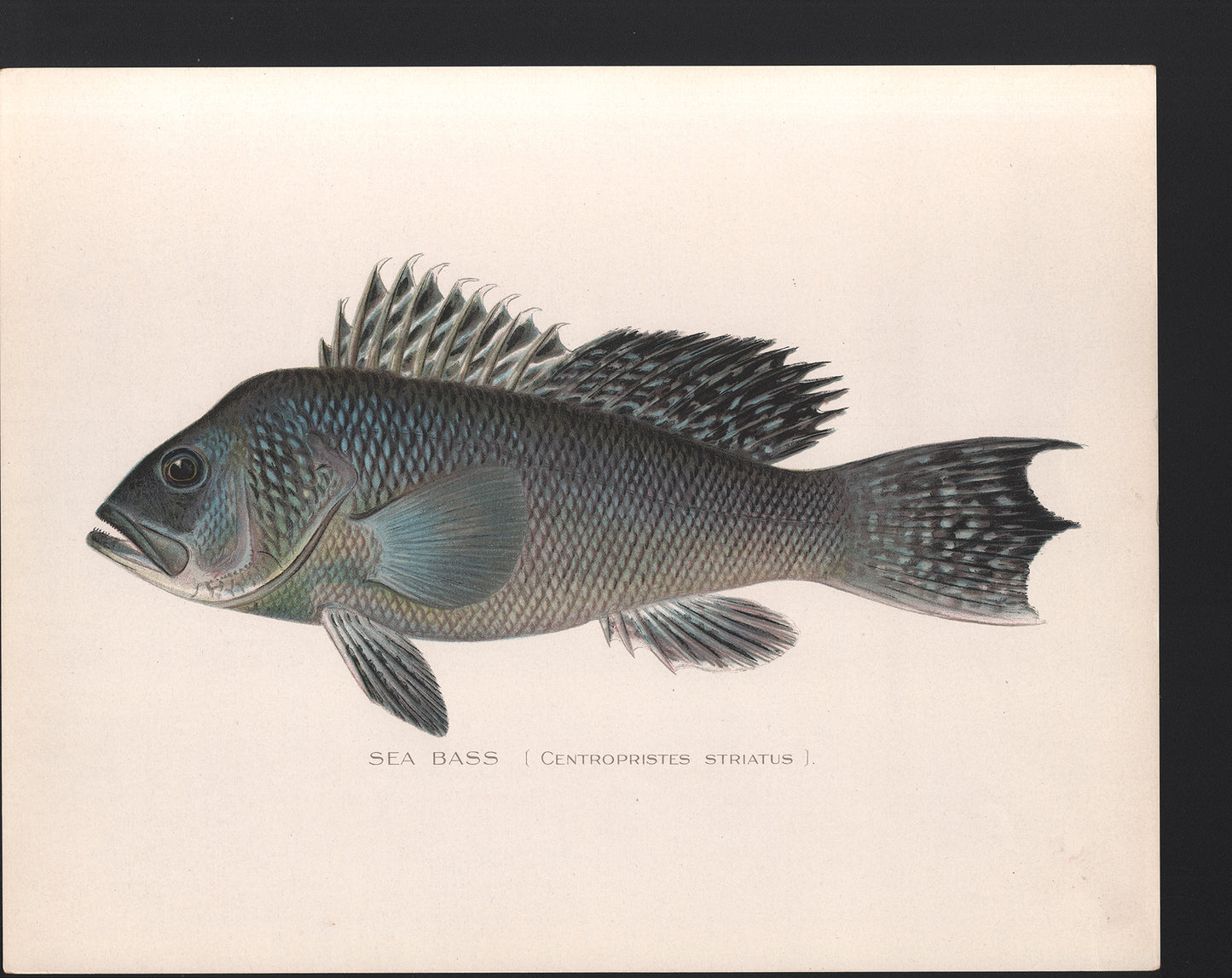 Sea Bass - Print - Stomping Grounds
