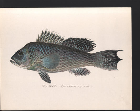 Sea Bass - Print - Stomping Grounds