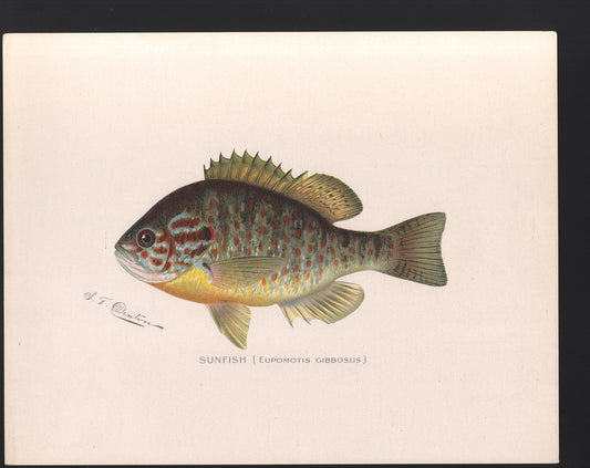 Sunfish - Print - Stomping Grounds