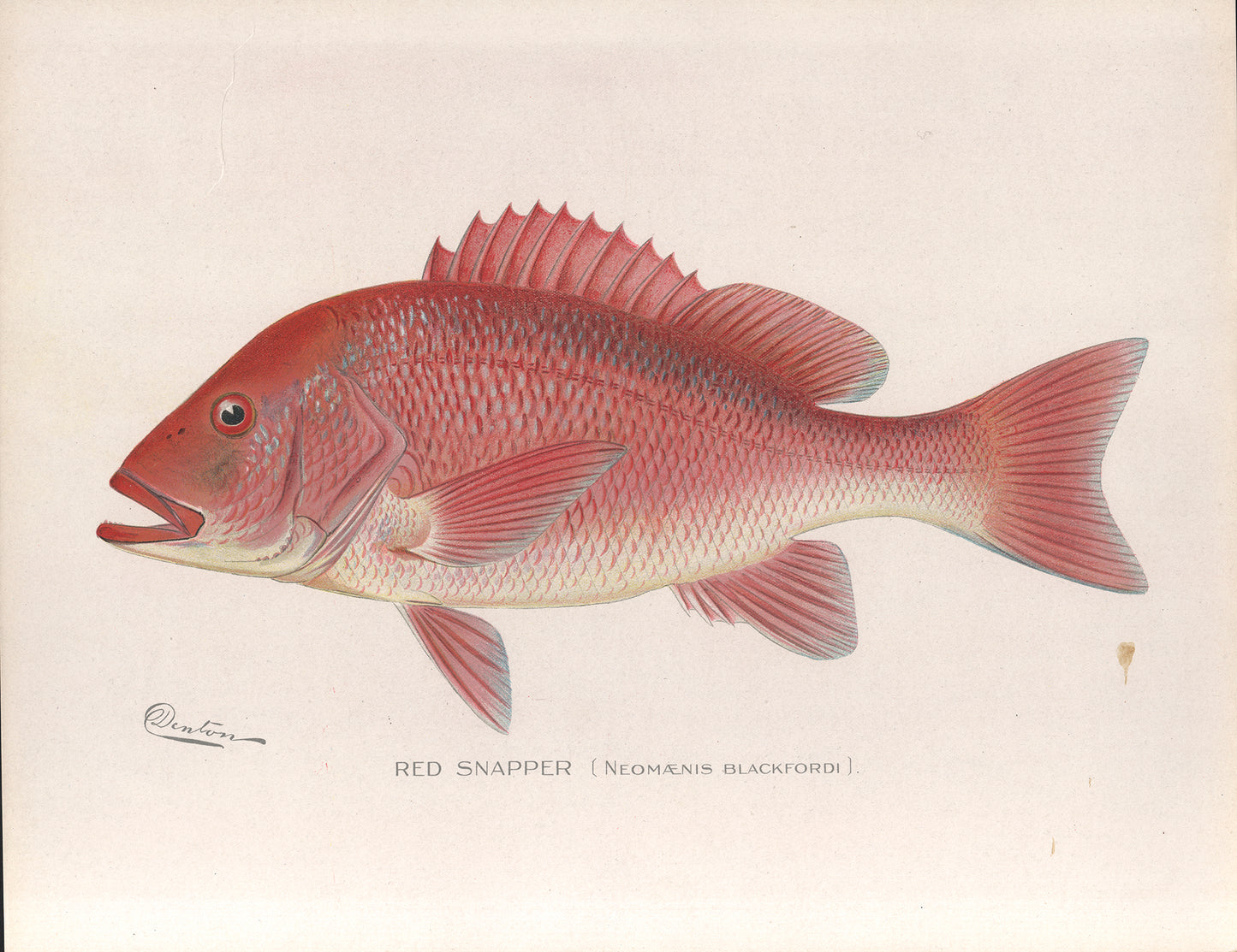 Red Snapper - Print - Stomping Grounds