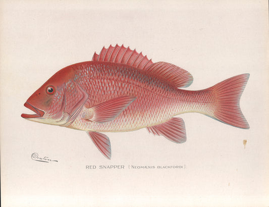 Red Snapper - Print - Stomping Grounds