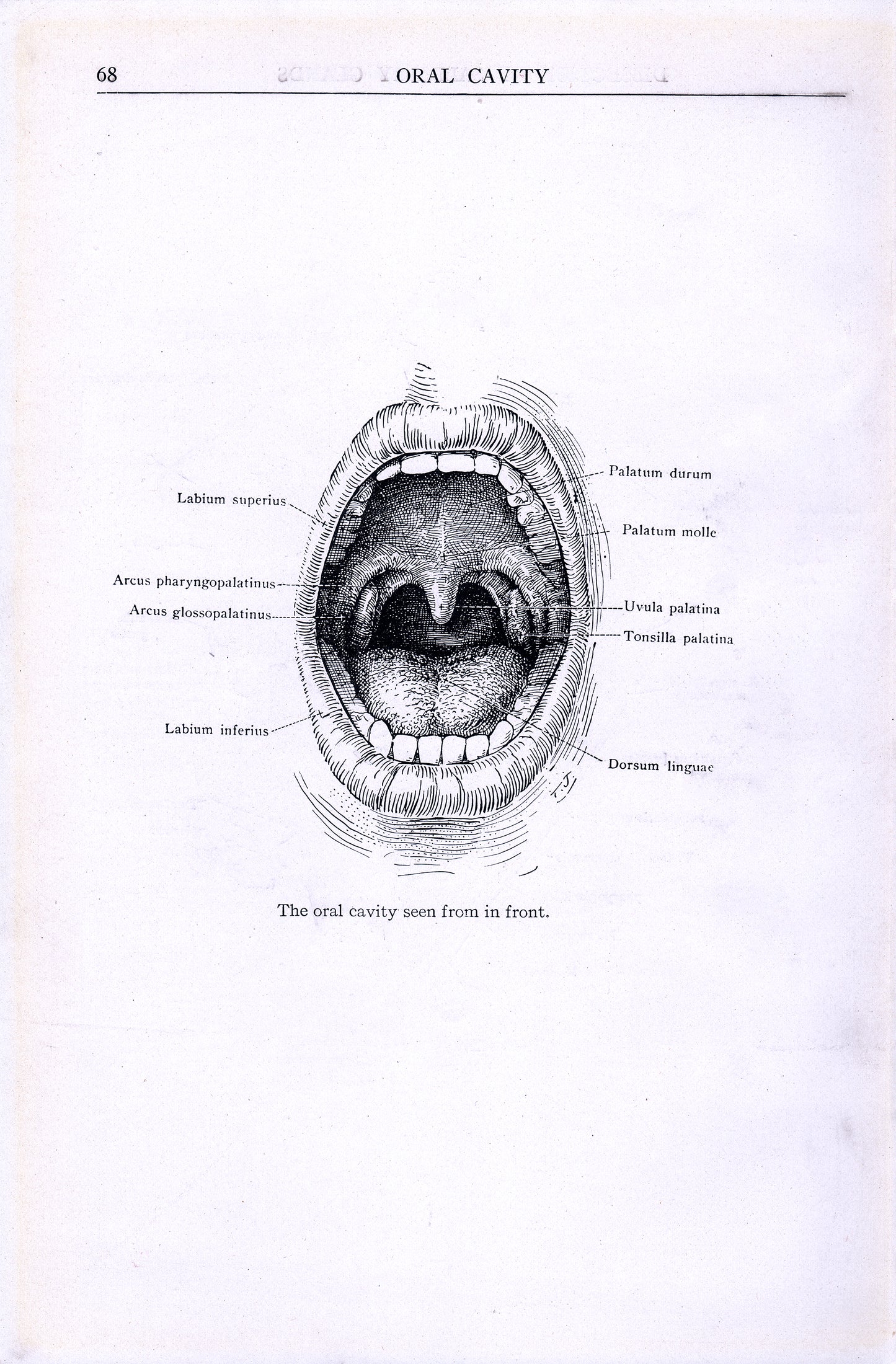 Oral Cavity - Print - Stomping Grounds