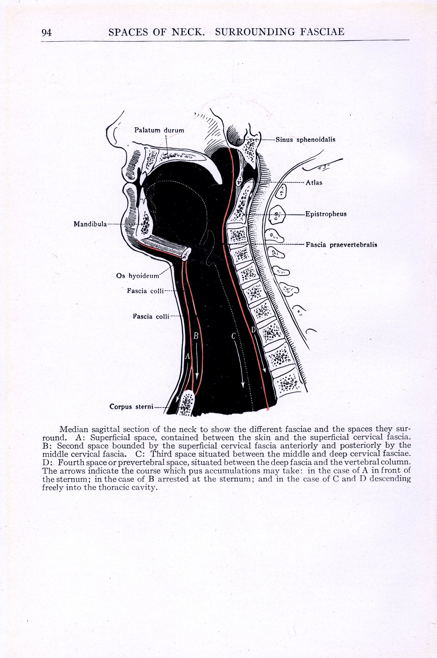 Section of the Neck - Print - Stomping Grounds