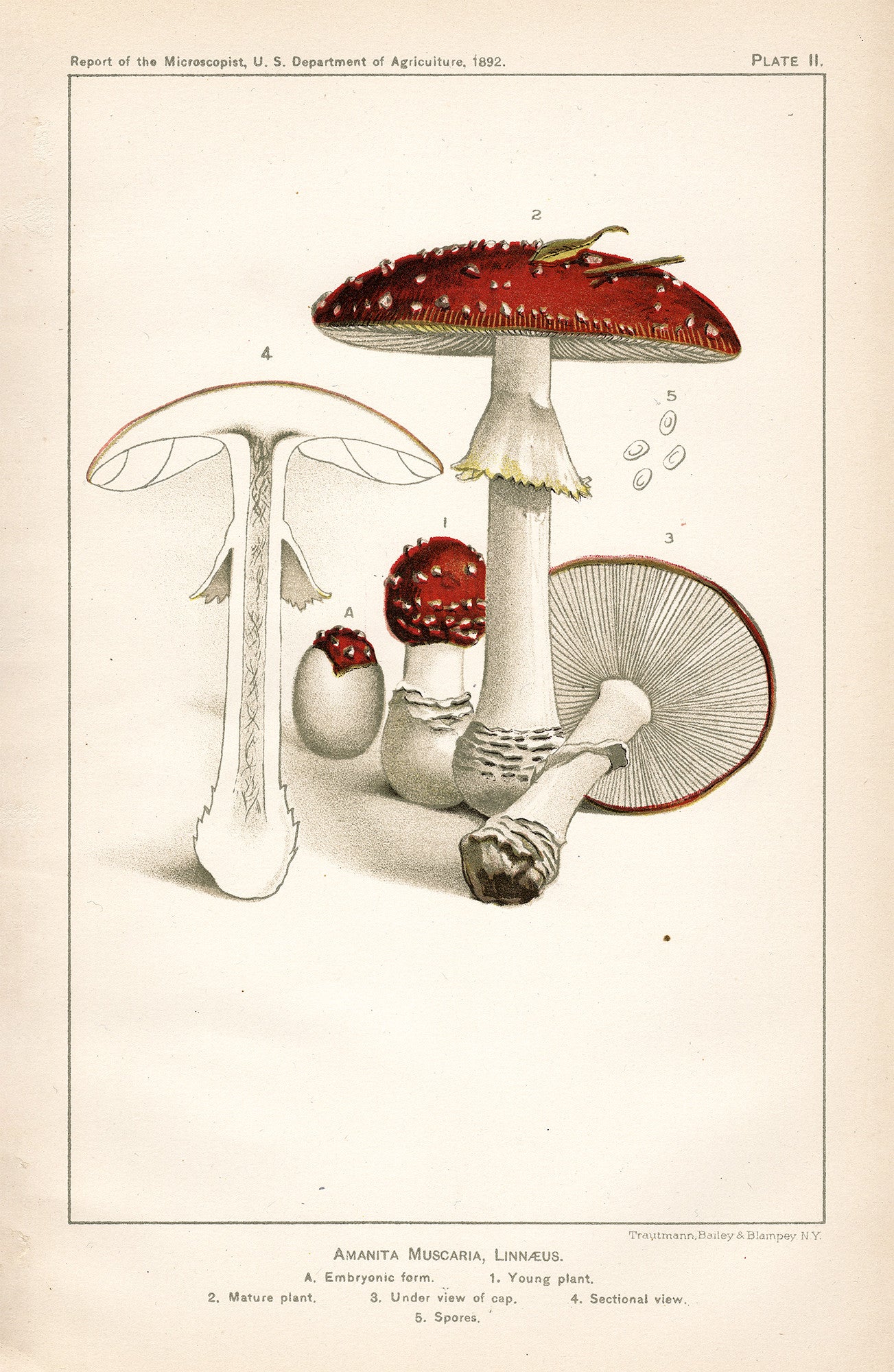 Amanita Muscaria, Linnaeus - Print - Stomping Grounds