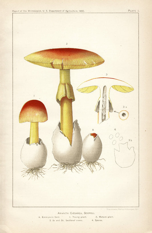 Amanita Caesarea, Scopoli - Print - Stomping Grounds