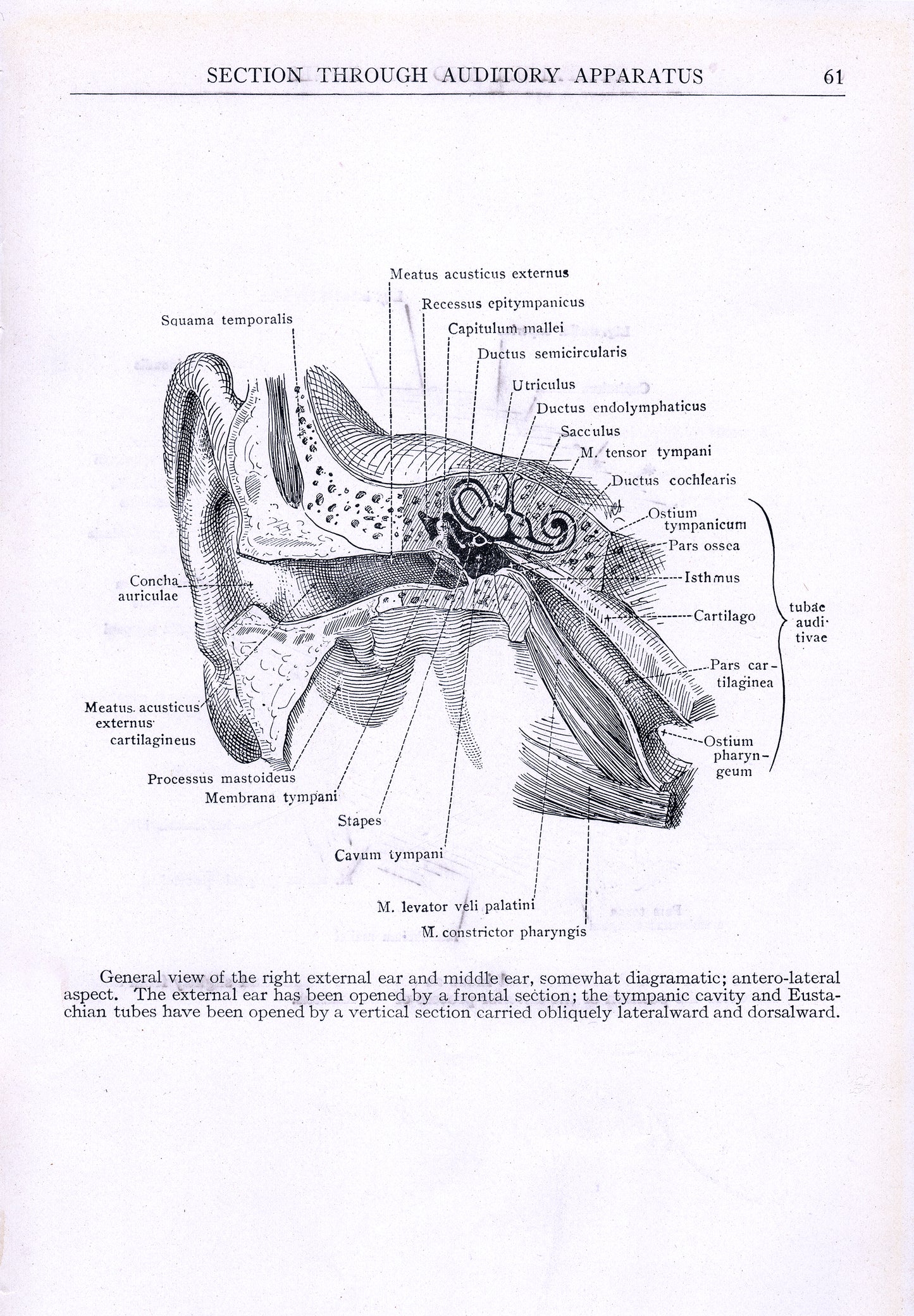 View of the Ear - Print - Stomping Grounds