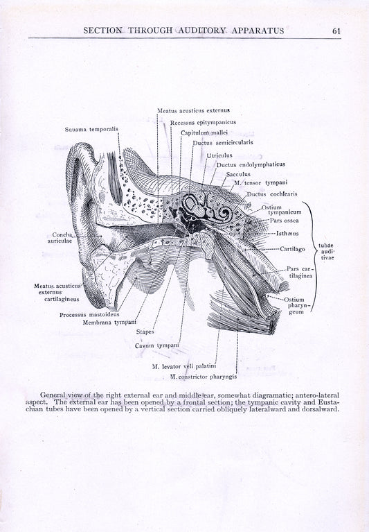 View of the Ear - Print - Stomping Grounds