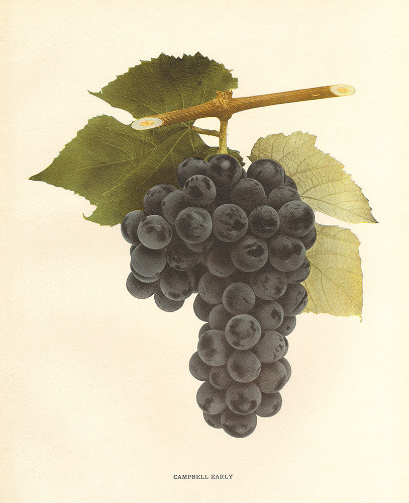 Campbell Early - Print - Stomping Grounds