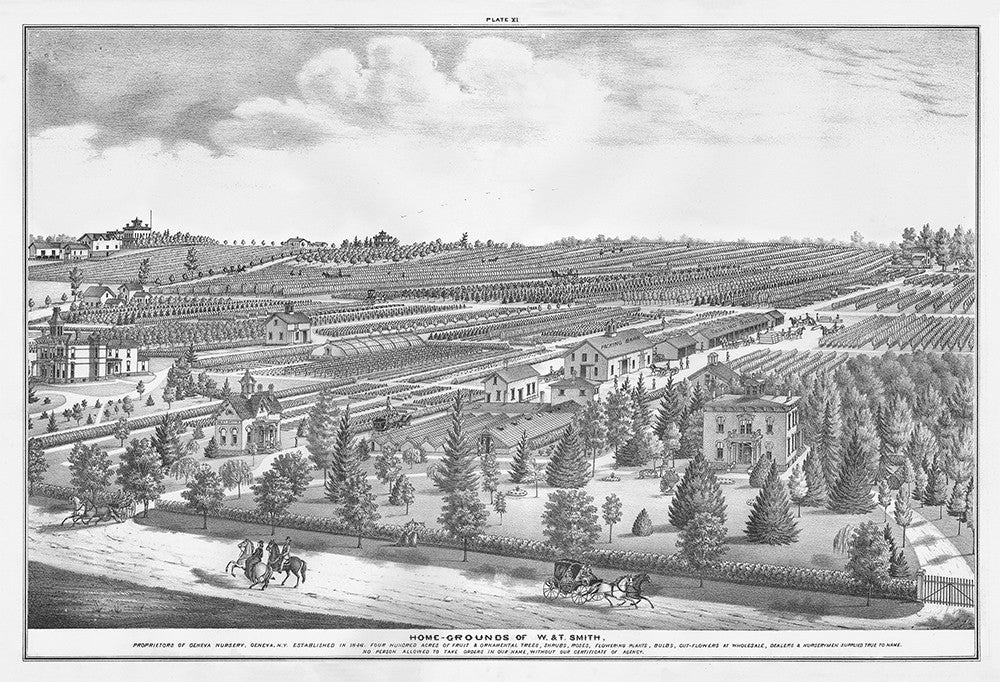 Home Grounds of W & T Smith - Print - Stomping Grounds