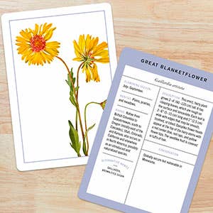 New York Botanical Garden Wildflower ID Flashcards - Stomping Grounds