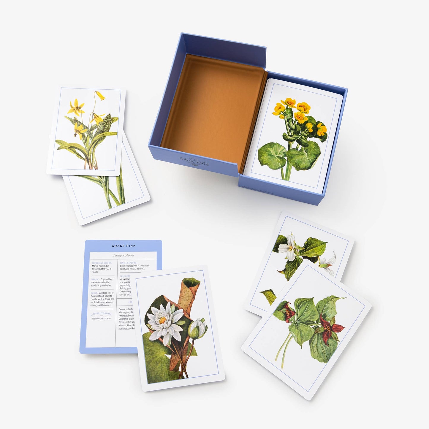 New York Botanical Garden Wildflower ID Flashcards - Stomping Grounds