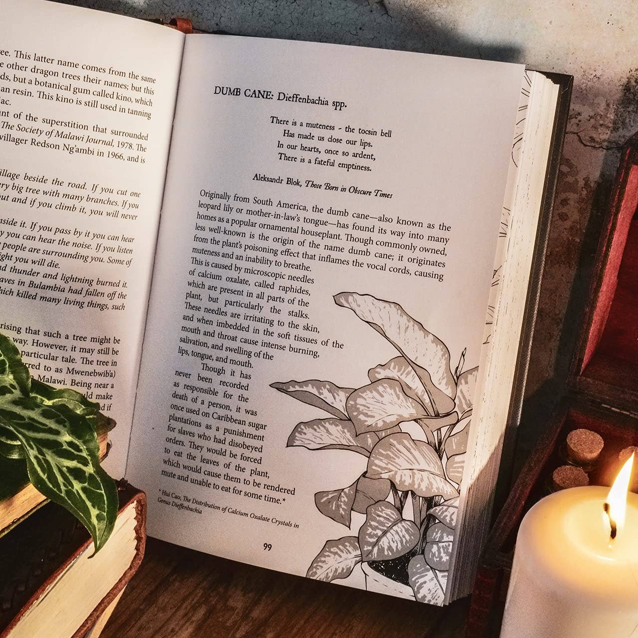 Hachette Book Group - Botanical Curses and Poisons: The Shadow-Lives of Plants (Co
