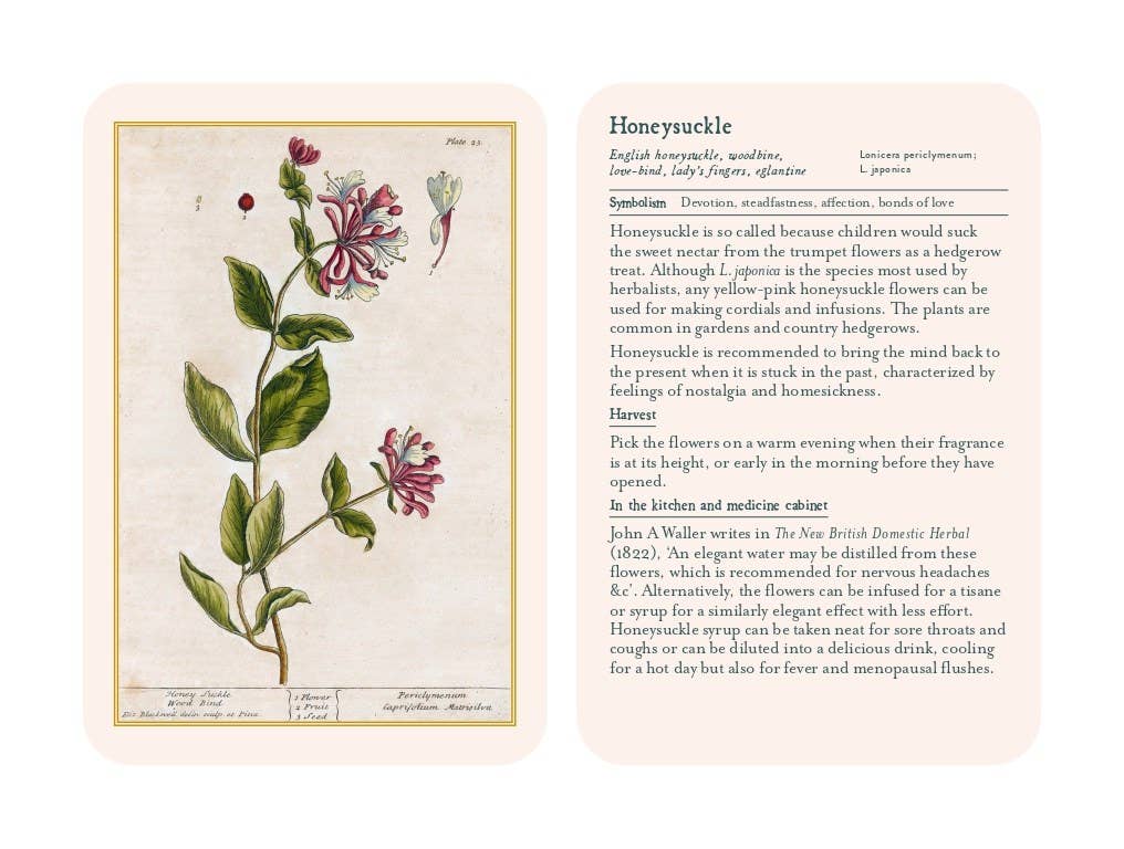 Hachette Book Group - Healing Plants