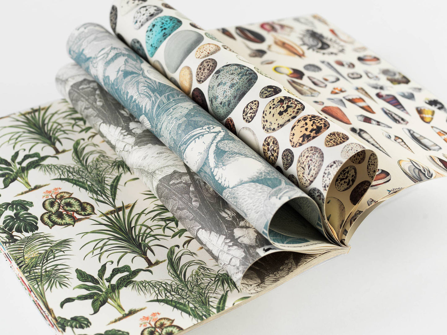 Pepin Press - Natural History Gift & Creative Paper Book
