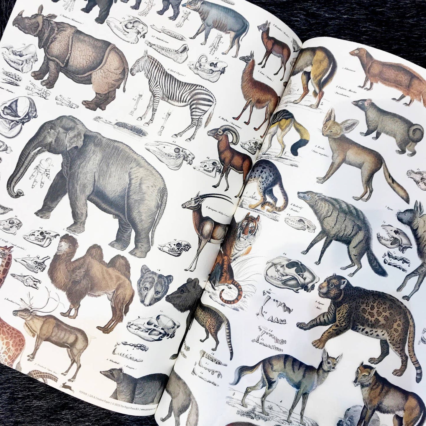 Pepin Press - Fauna Gift & Creative Paper Book