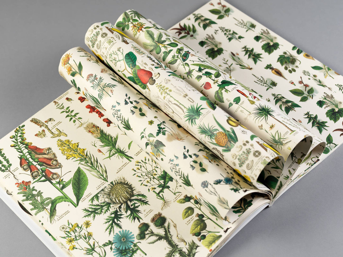 Pepin Press - Flora Gift & Creative Paper Book