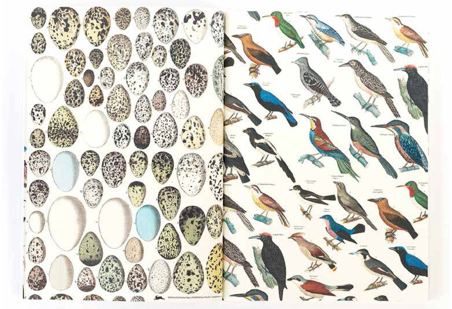 Pepin Press - Fauna Gift & Creative Paper Book