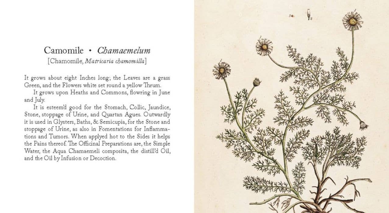 Healing Plants: From Elizabeth Blackwell's A Curious Herbal (Hardcover)