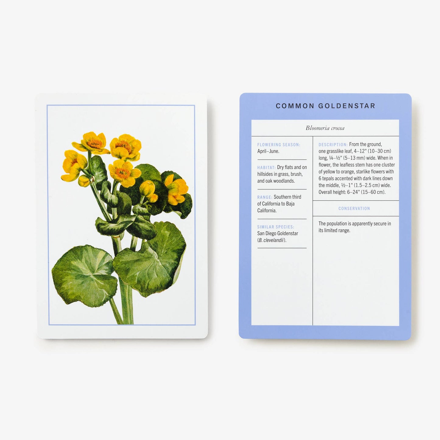 New York Botanical Garden Wildflower ID Flashcards - Stomping Grounds
