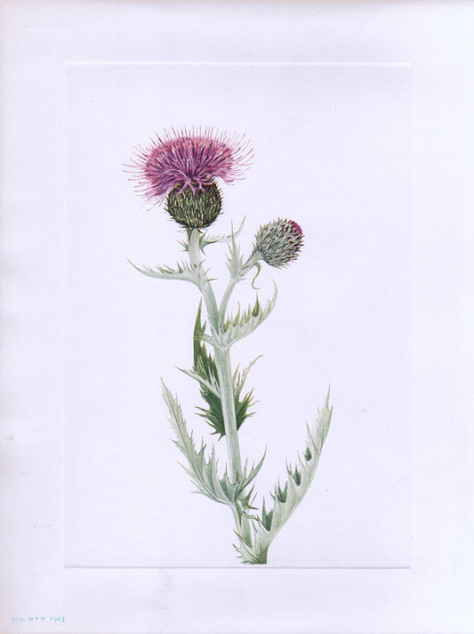 Prairie Thistle - Print - Stomping Grounds