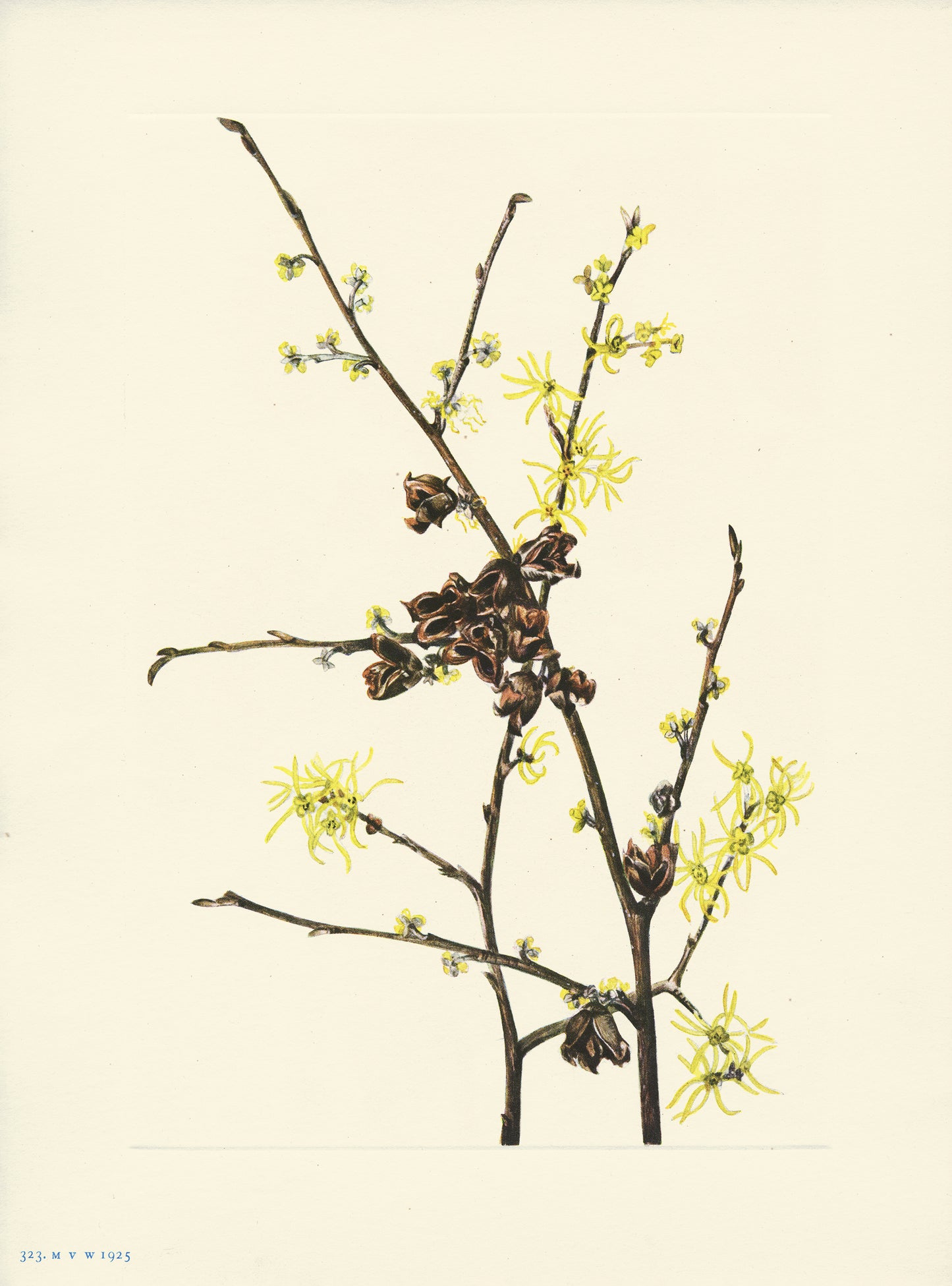 Witch Hazel - Print - Stomping Grounds