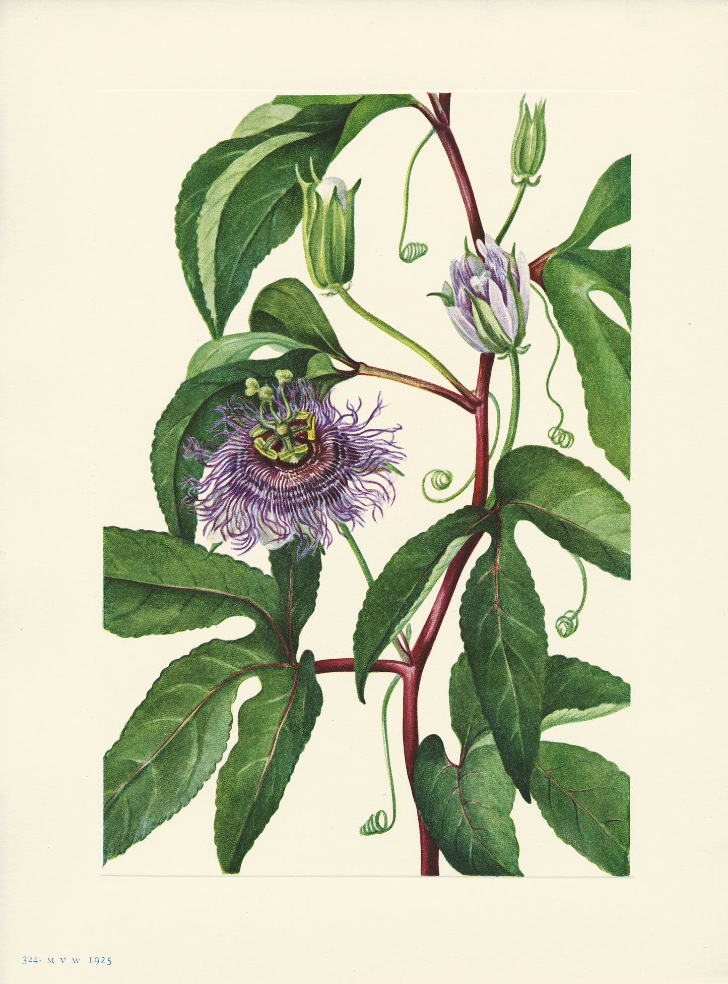 Maypop - Print - Stomping Grounds