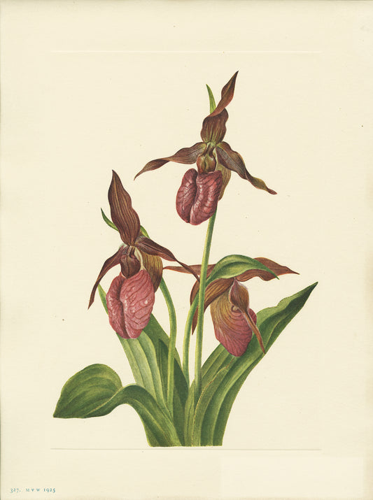Pink Ladyslipper - Print - Stomping Grounds