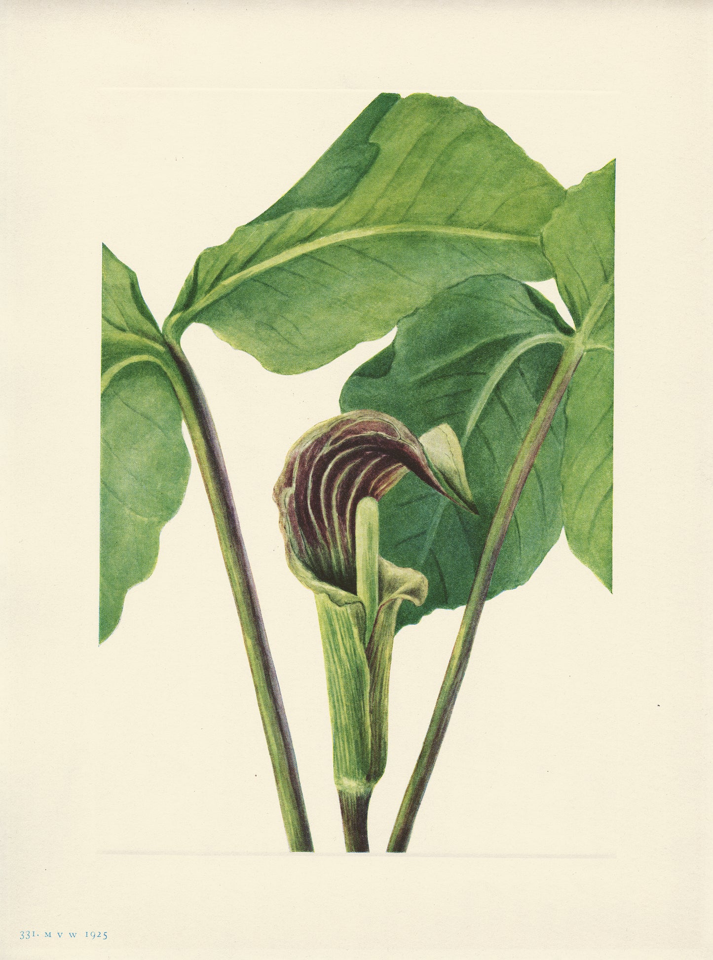 Jack in the Pulpit - Print - Stomping Grounds