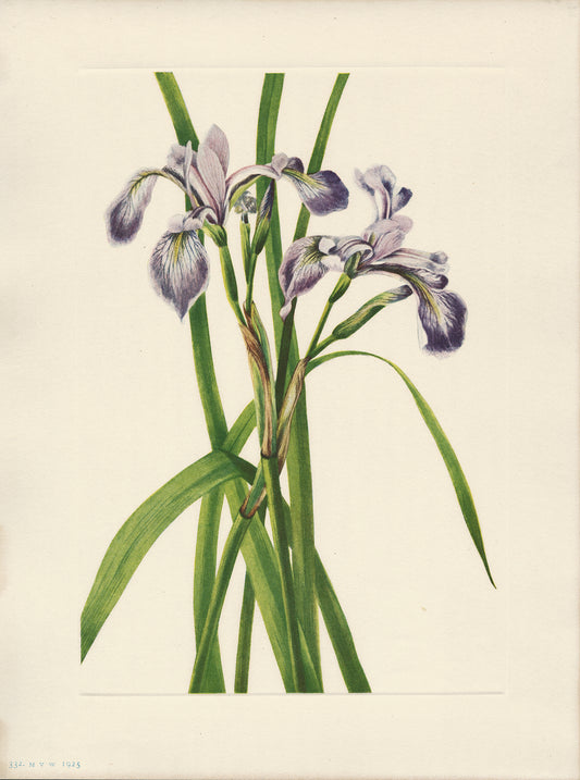 Blueflag Iris - Print - Stomping Grounds