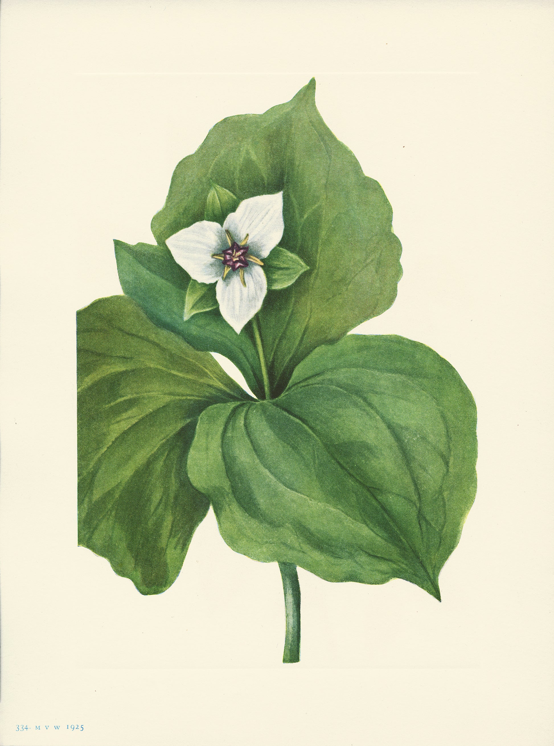 Wax Trillium - Print - Stomping Grounds