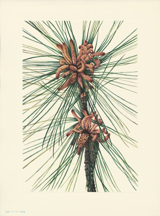 Loblolly Pine - Print - Stomping Grounds