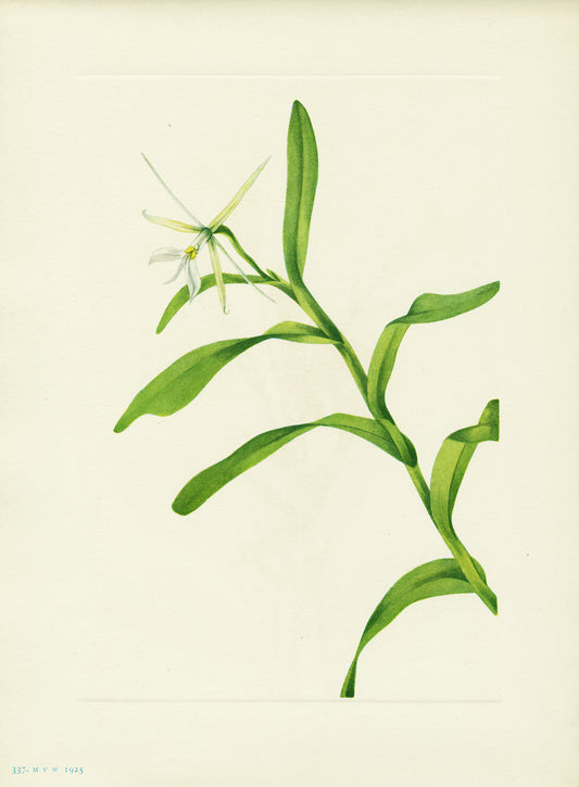 White Epidendrum - Print - Stomping Grounds