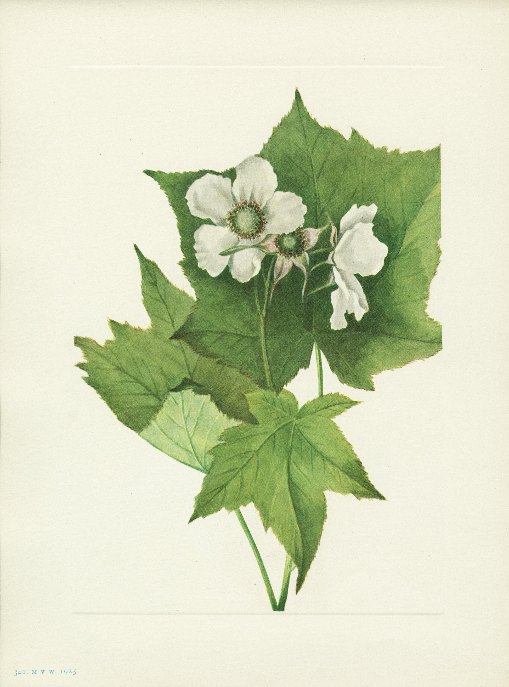 Whiteflowering Raspberry - Print - Stomping Grounds