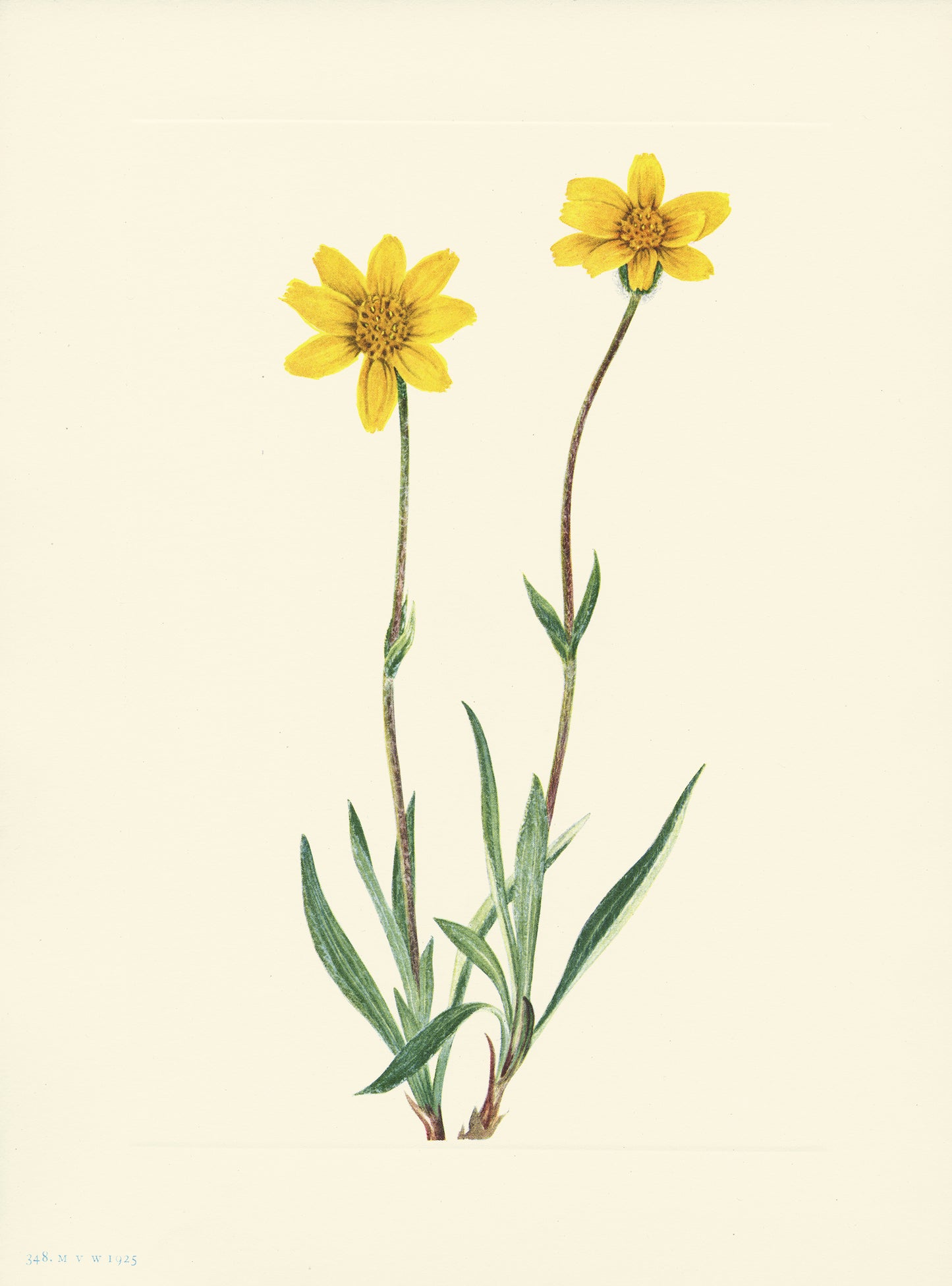 Wooly Arnica - Print - Stomping Grounds