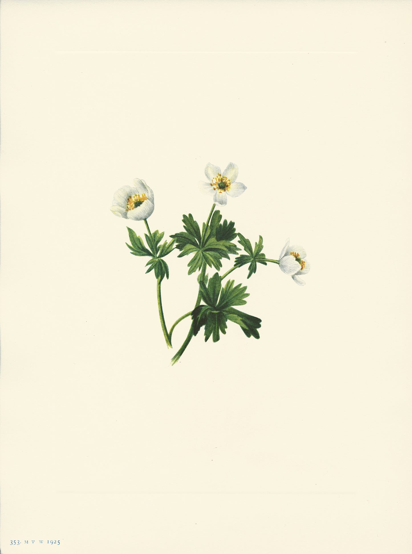 White Globeflower - Print - Stomping Grounds
