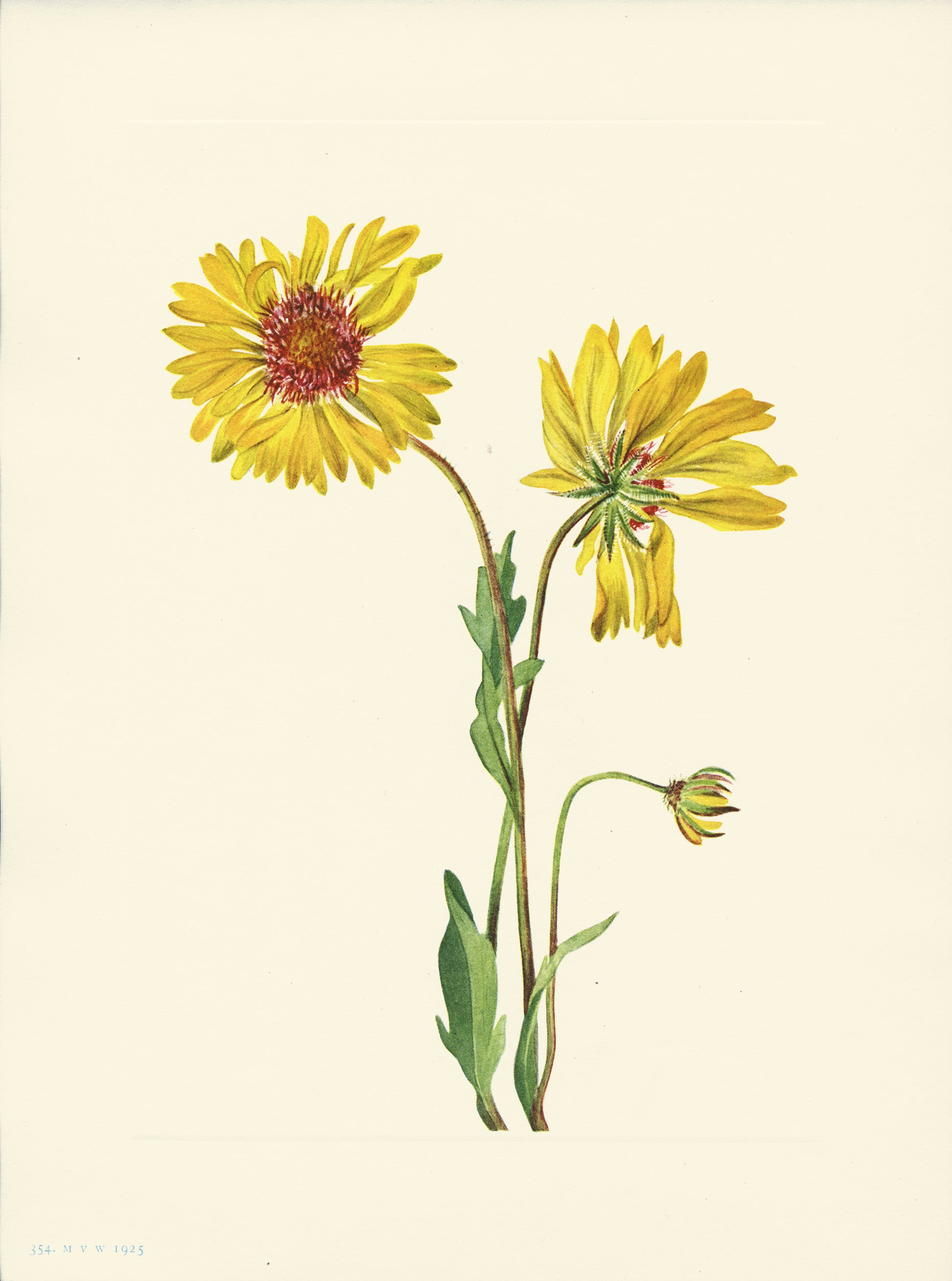 Perennial Gaillardia - Print - Stomping Grounds