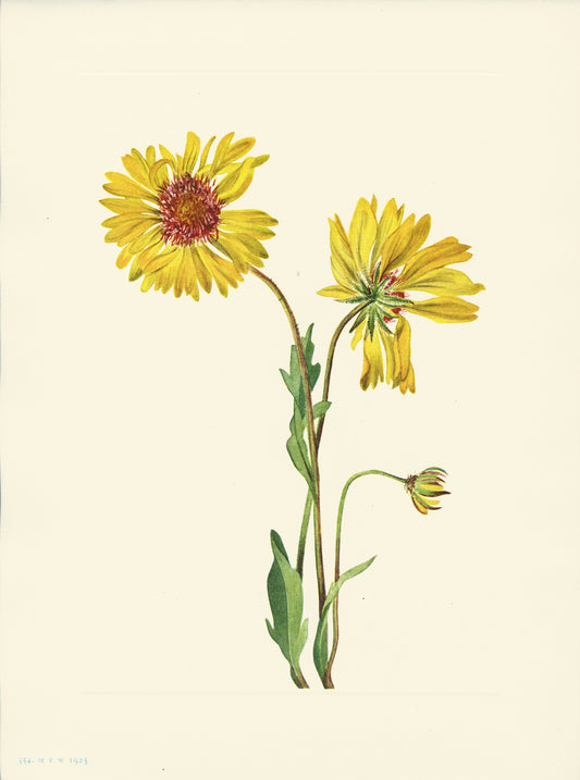 Perennial Gaillardia - Print - Stomping Grounds