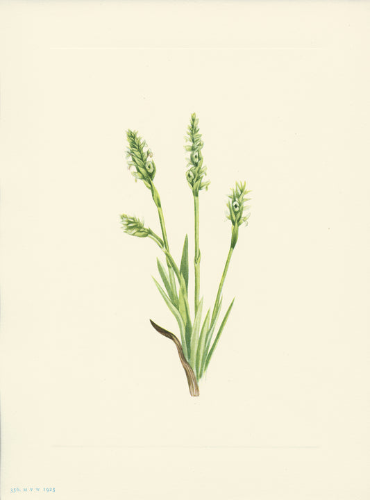 Hooded Ladies Tresses - Print - Stomping Grounds