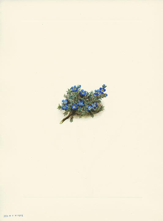 Moss Forget Me Not - Print - Stomping Grounds