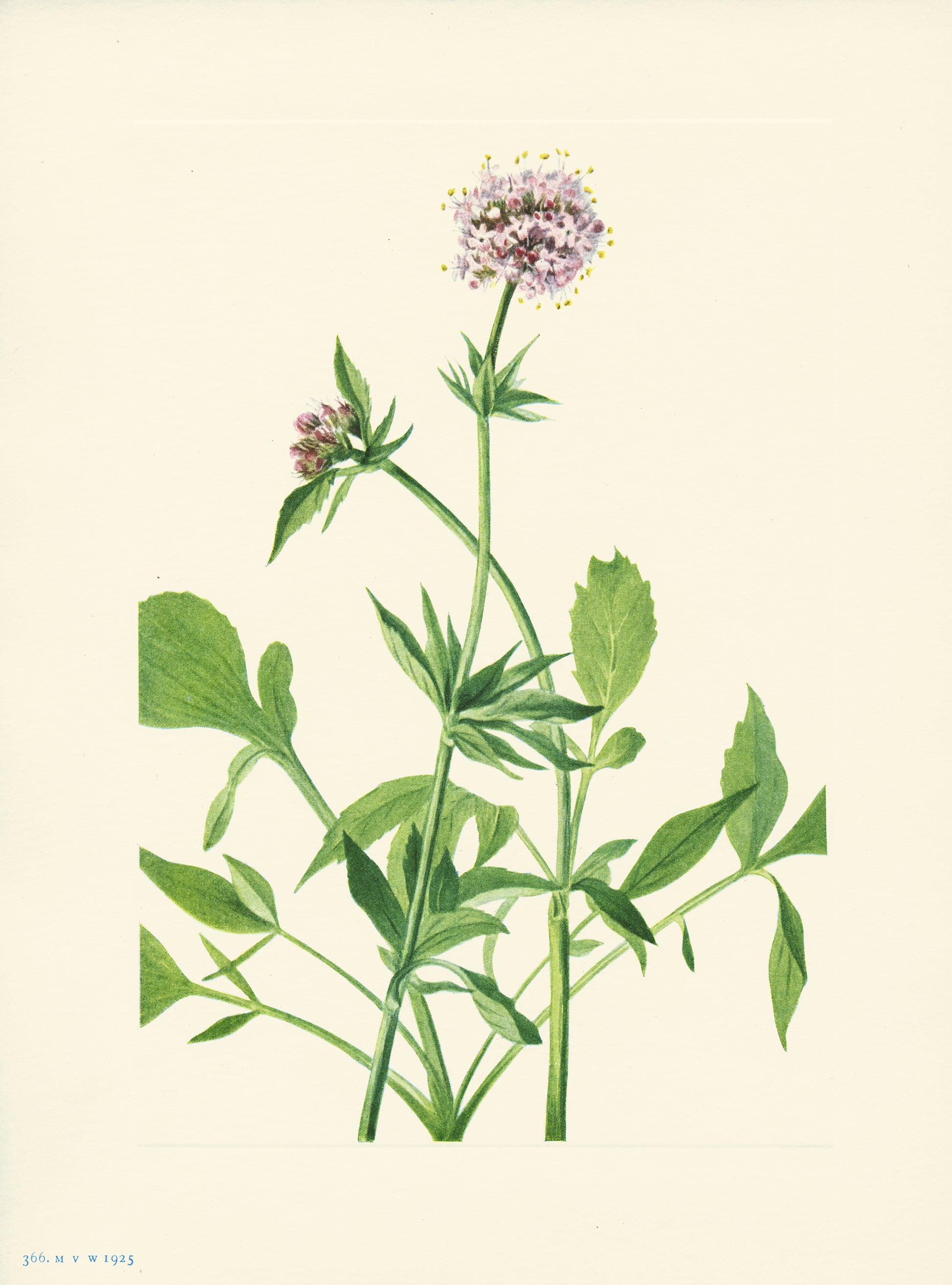 Heliotrope Valerian - Print - Stomping Grounds