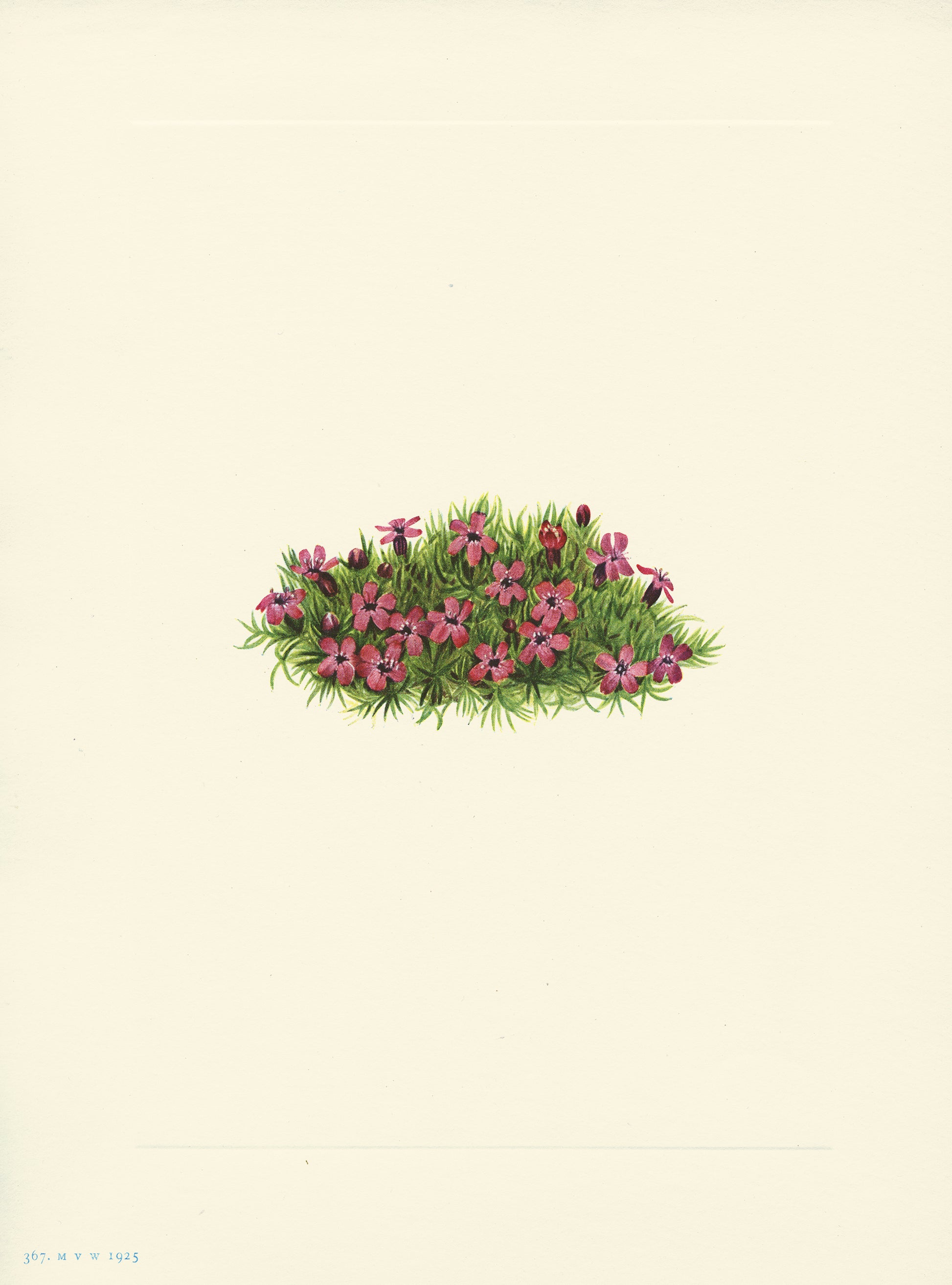 Moss Campion - Print - Stomping Grounds