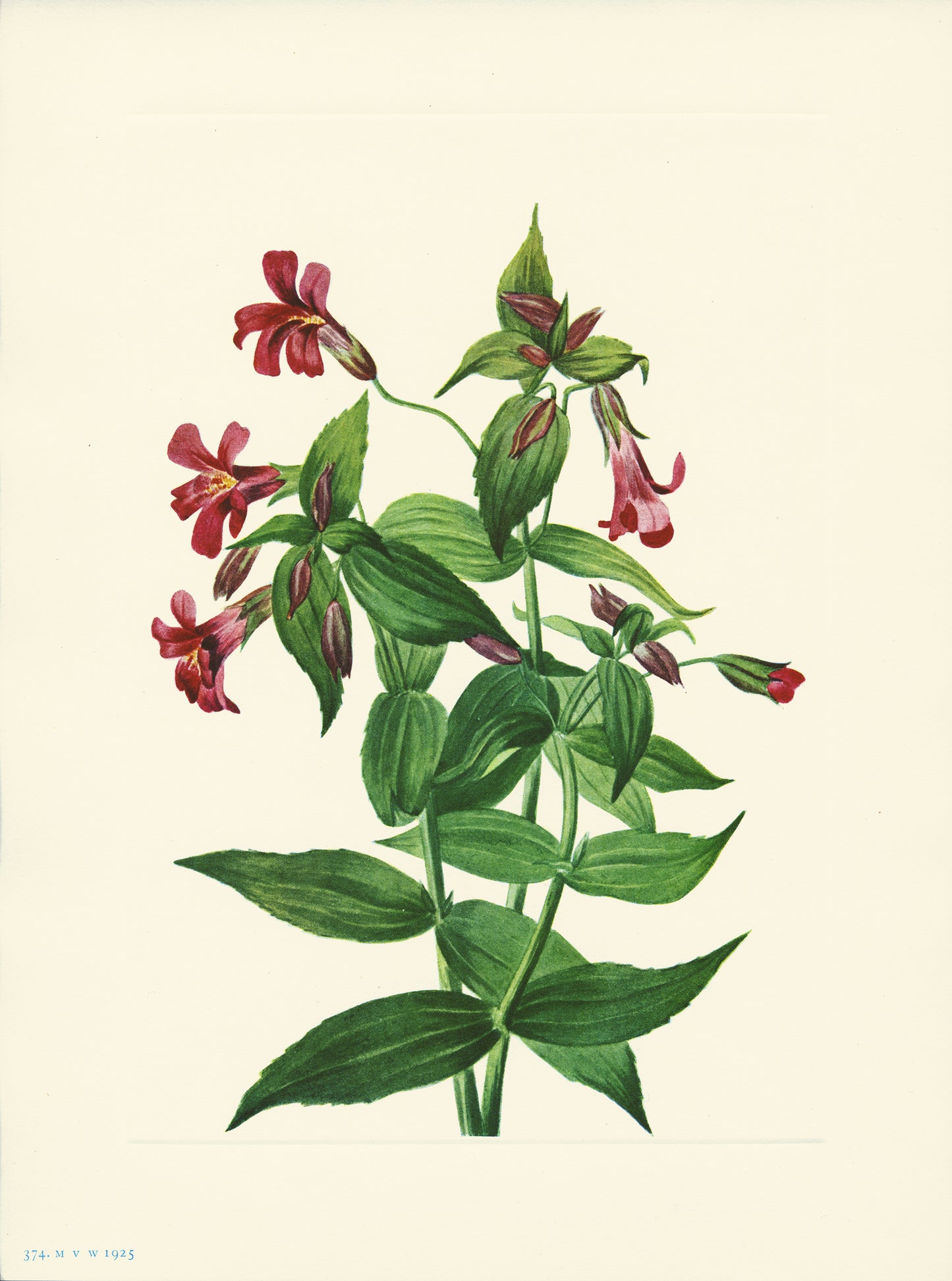Lewis Monkey Flower - Print - Stomping Grounds