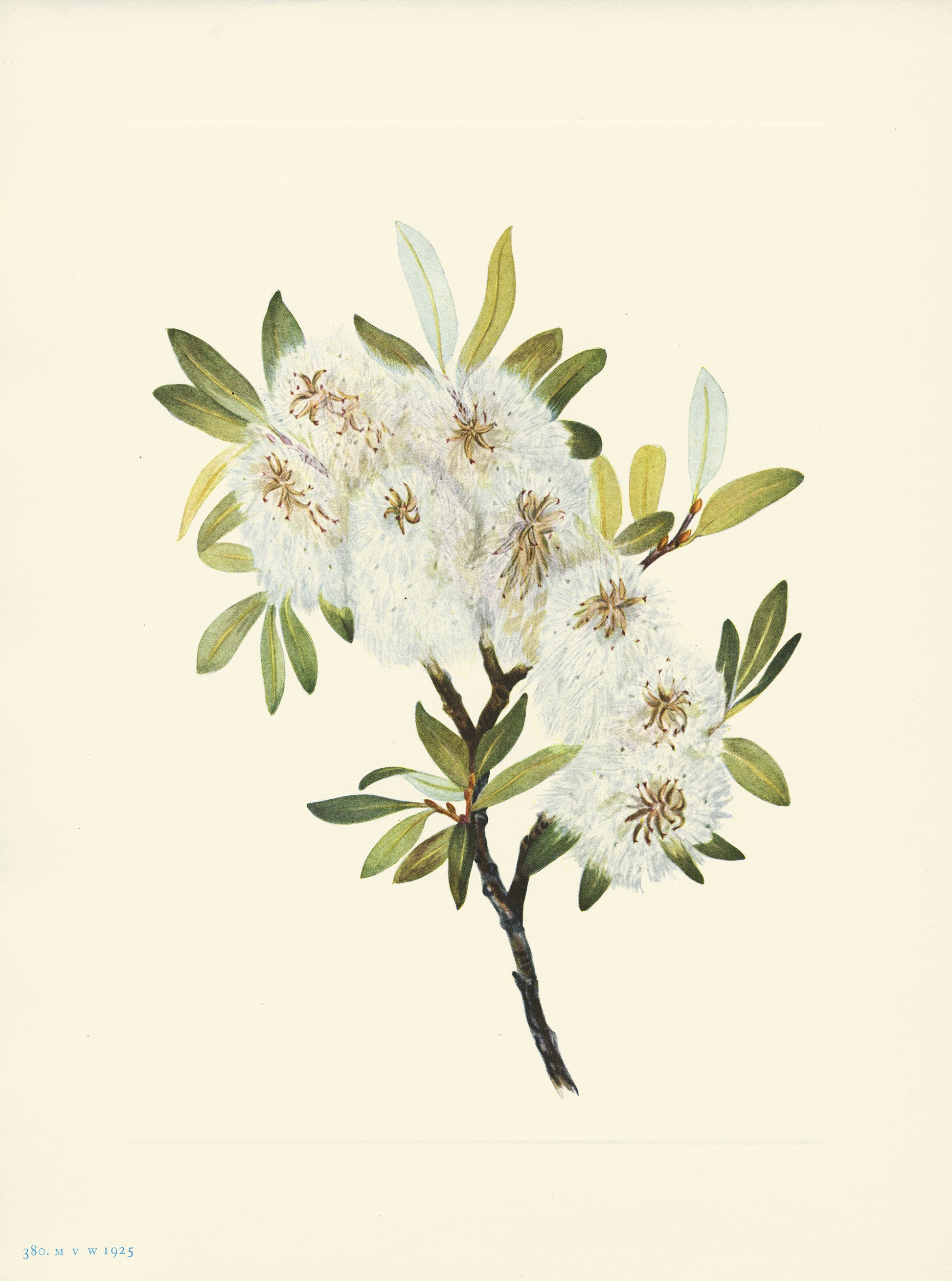 Drummond Willow - Print - Stomping Grounds