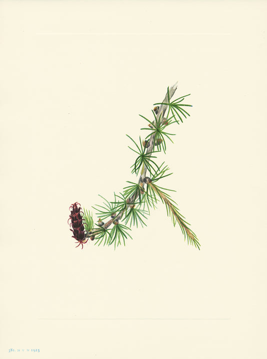 Lyall Larch - Print - Stomping Grounds
