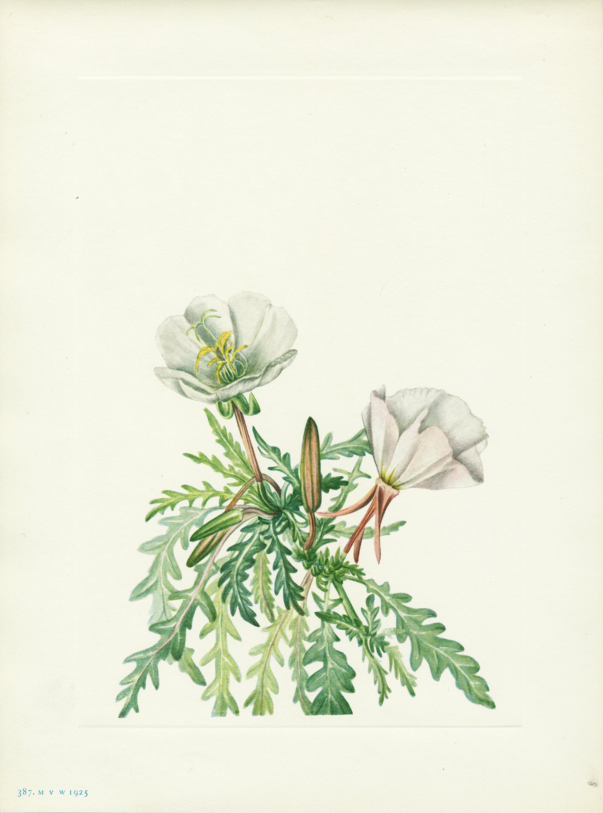 White Dawnrose - Print - Stomping Grounds