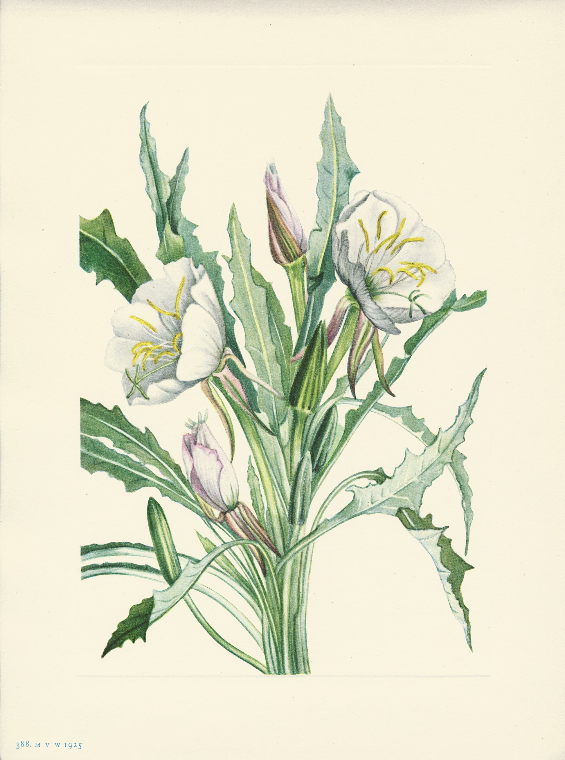 Evening- Primrose - Print - Stomping Grounds