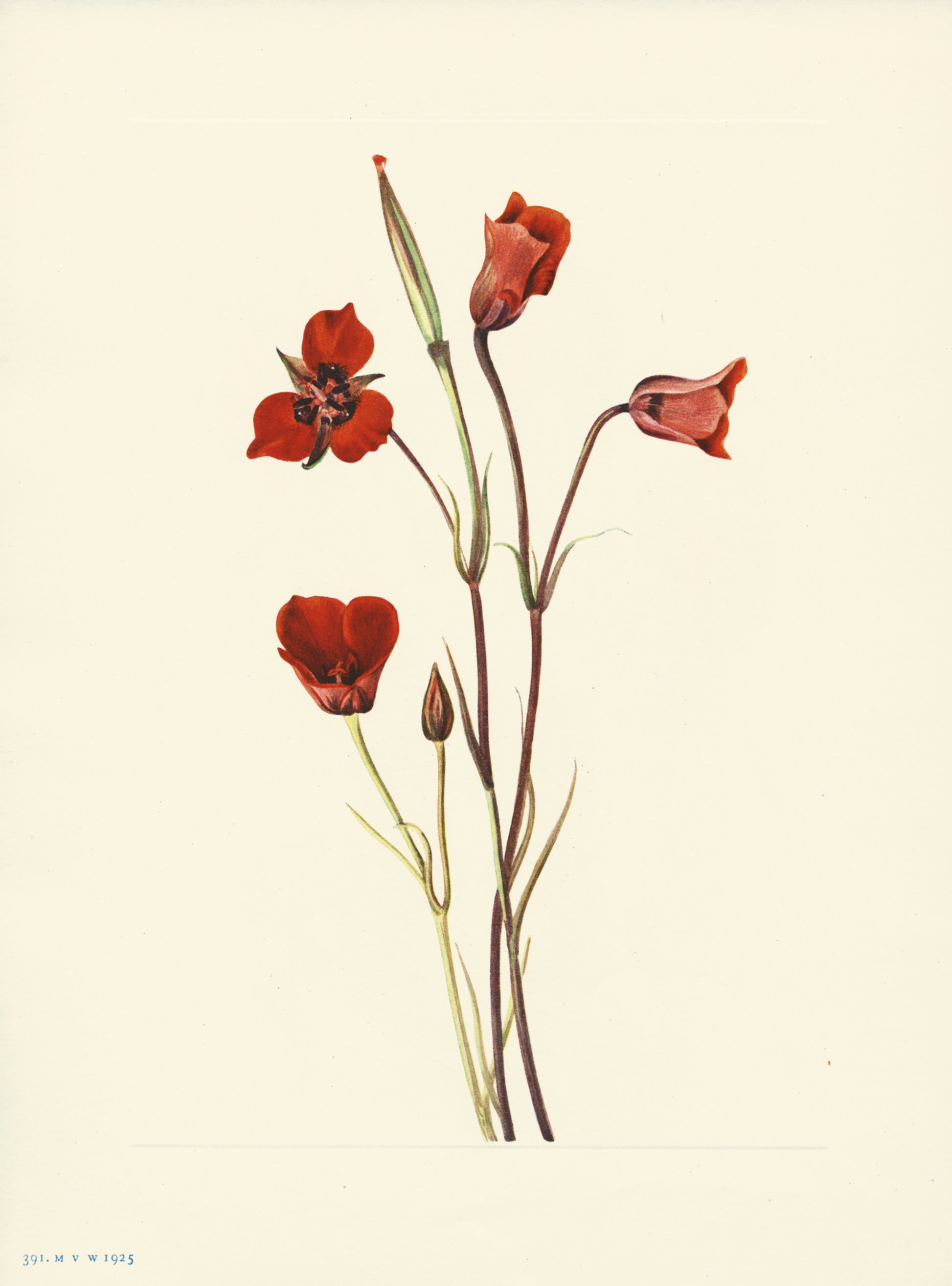 Scarlet Mariposa - Print - Stomping Grounds